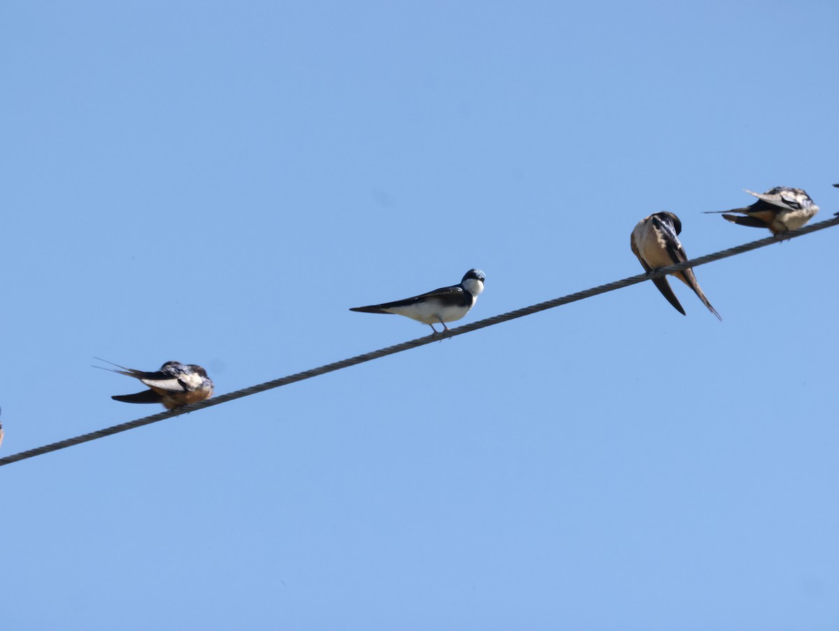 Barn Swallow - ML555688761