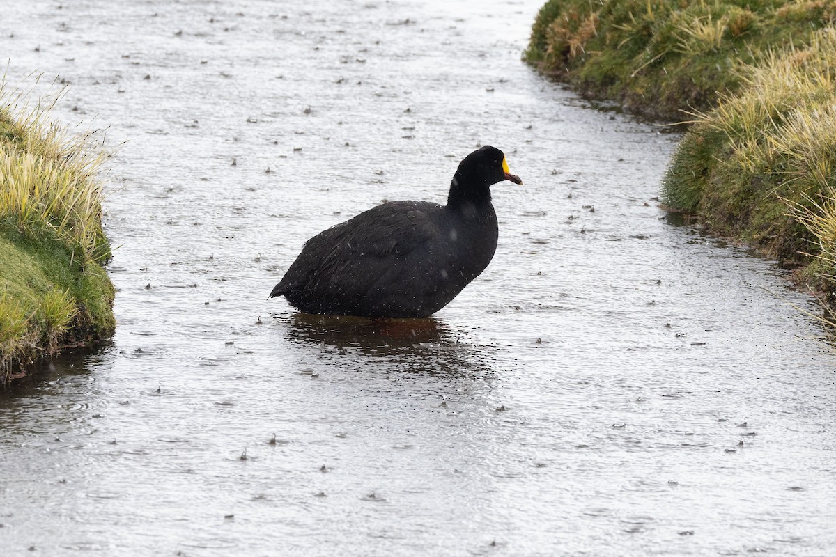 Giant Coot - ML555689501