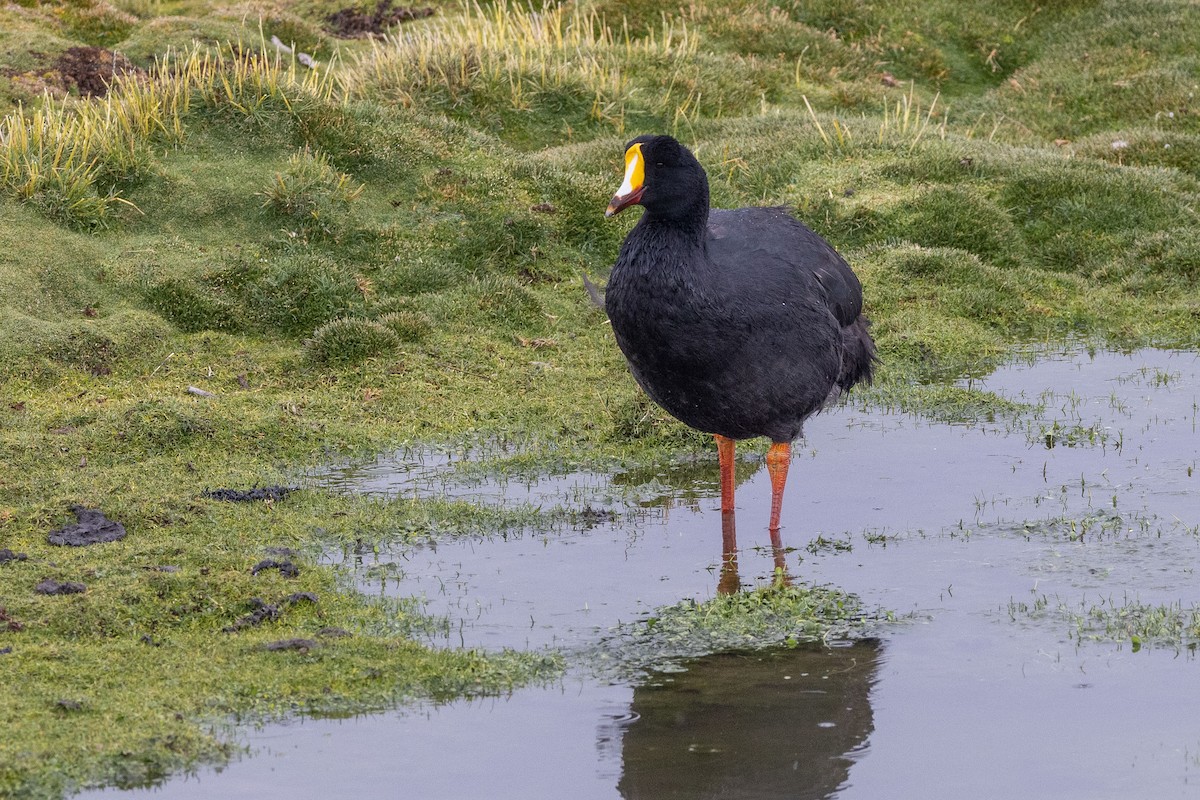 Giant Coot - ML555689581