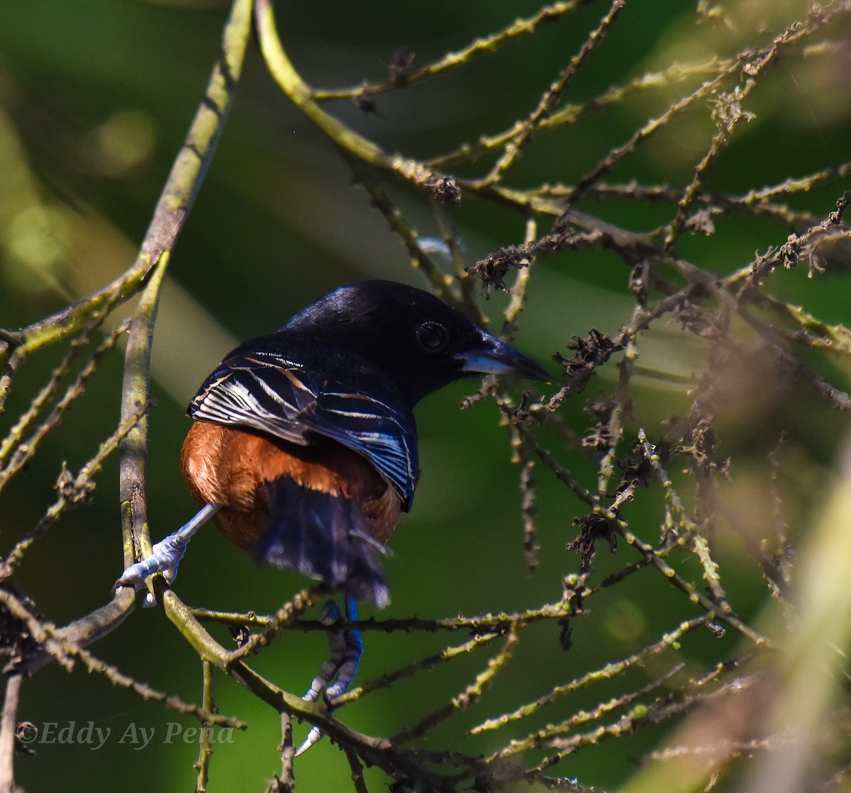 Orchard Oriole - ML555690891