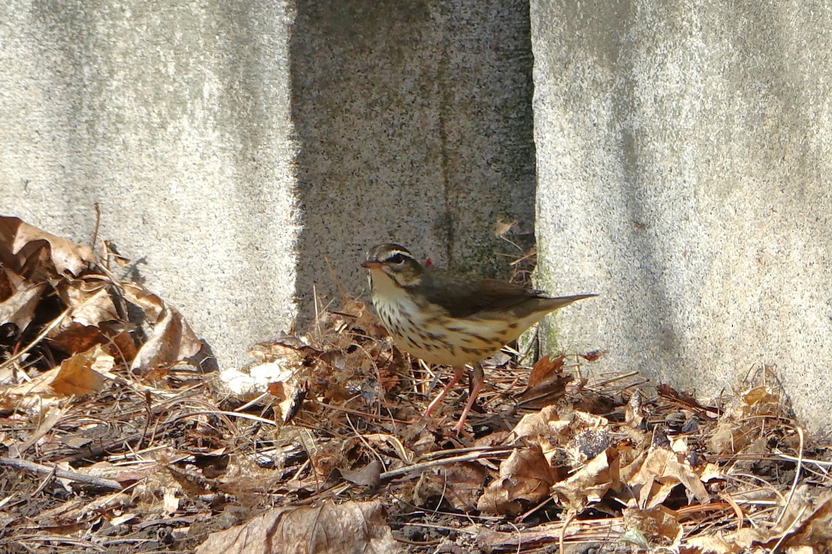 Louisiana Waterthrush - ML555691431