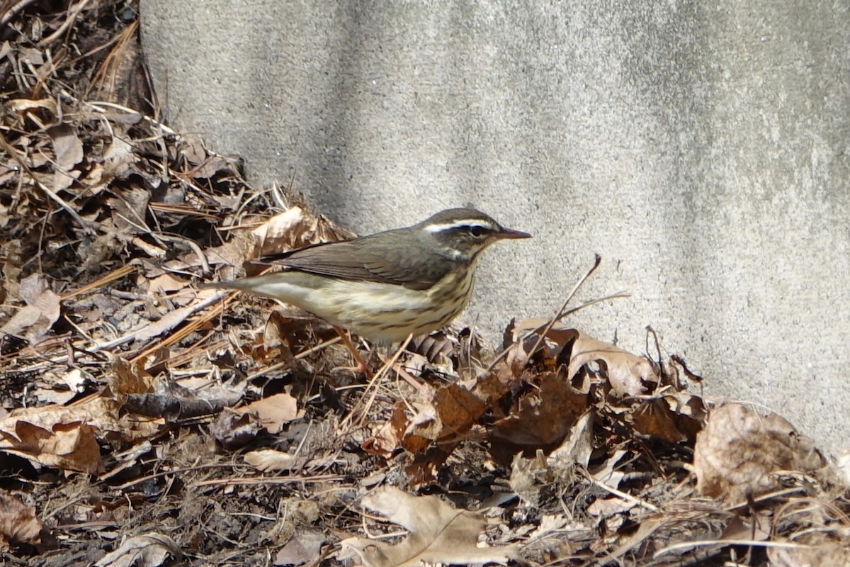 Louisiana Waterthrush - ML555691461