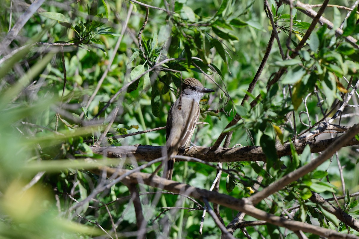 Brown-crested Flycatcher - John Kuenzli