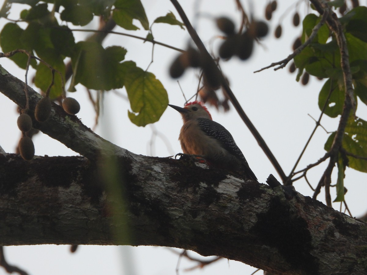 Carpintero Frentidorado - ML555693331