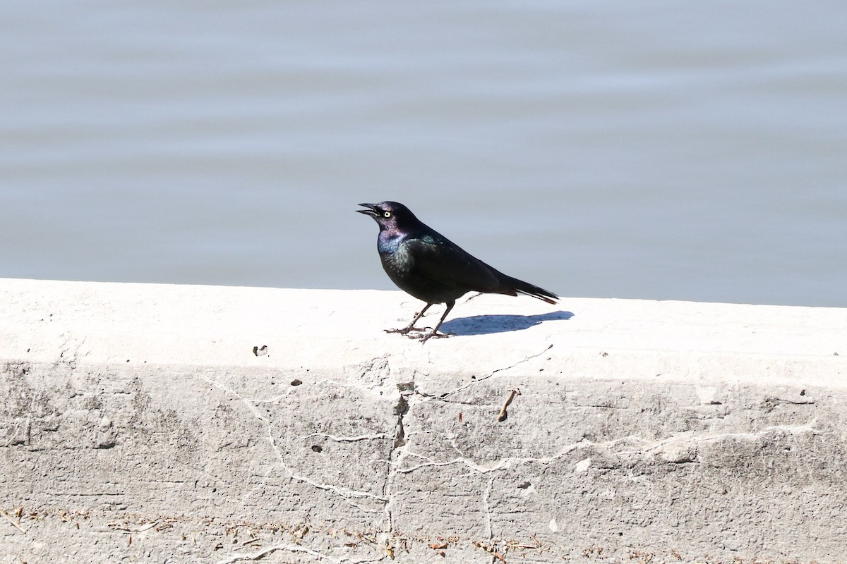 Brewer's Blackbird - ML55569431