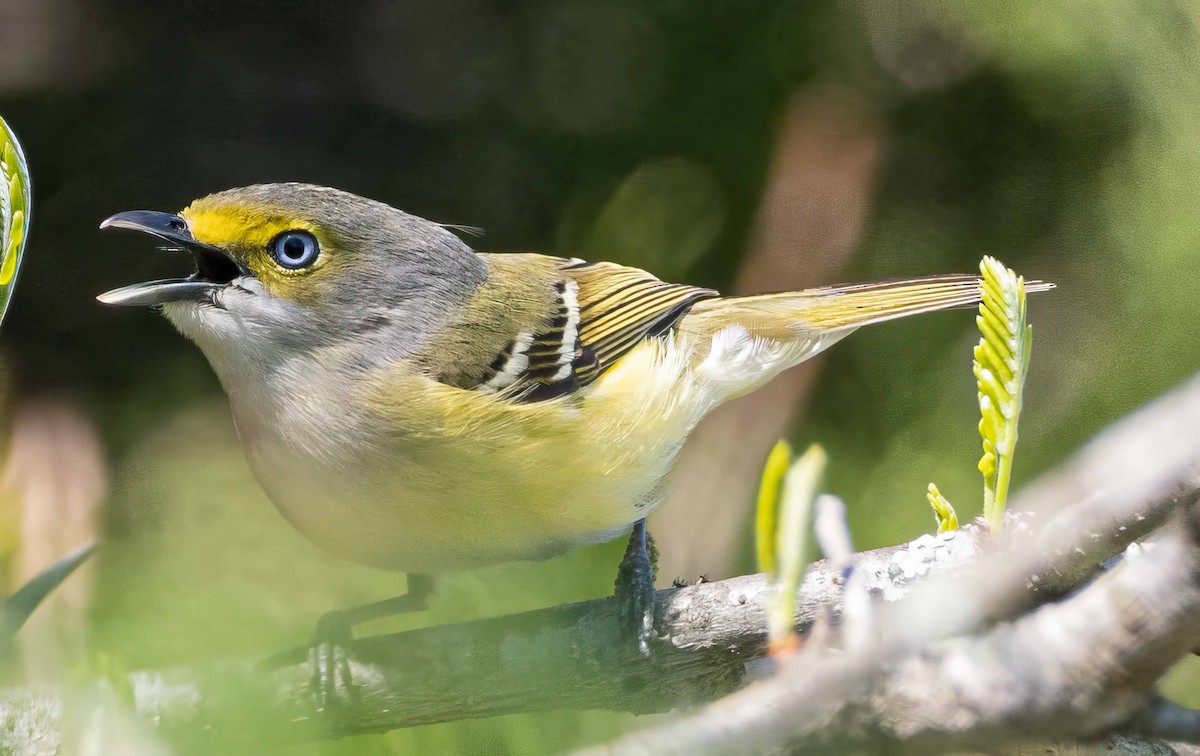 Ak Gözlü Vireo - ML555694741