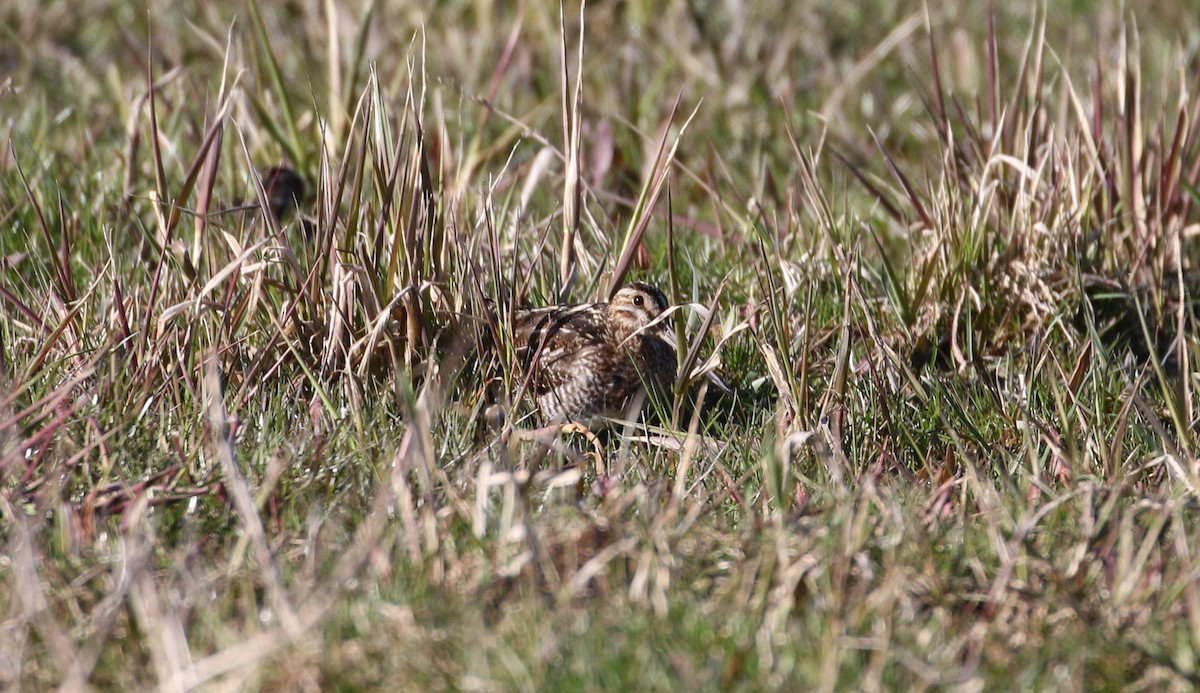 Wilson's Snipe - ML555695201