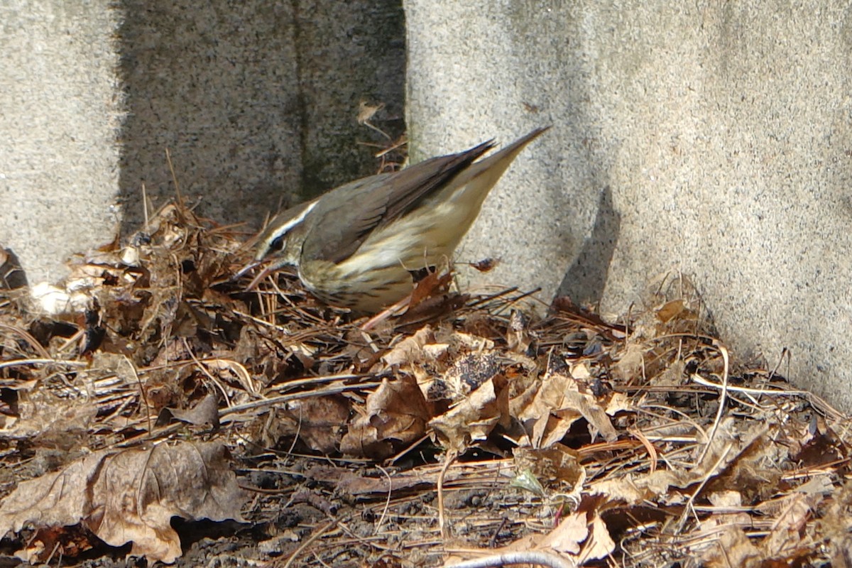 Louisiana Waterthrush - ML555695331