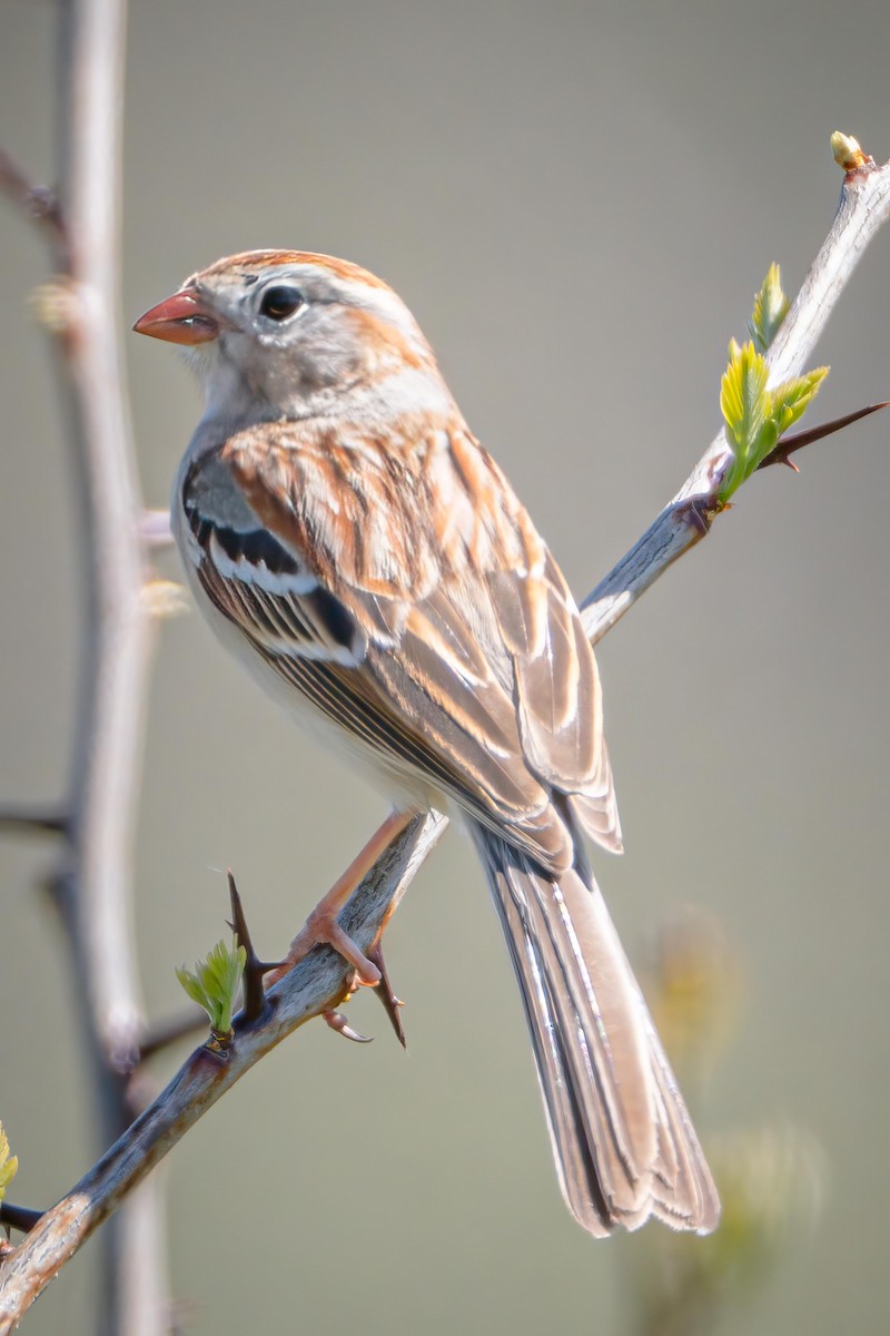 Field Sparrow - ML555695371