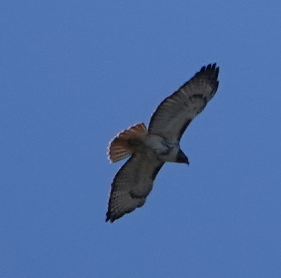 Red-tailed Hawk - ML555695451