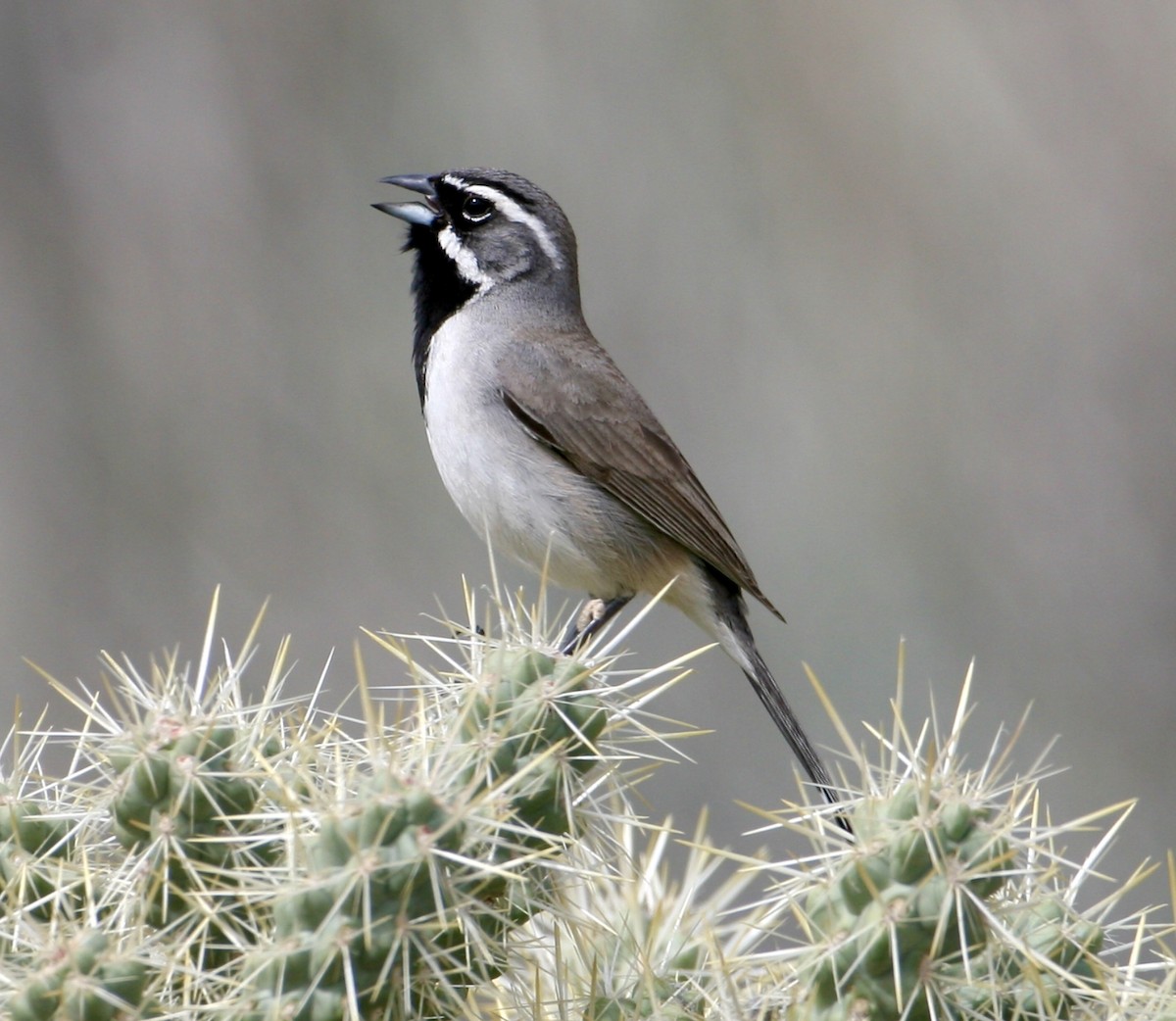 Black-throated Sparrow - Joseph Tobias