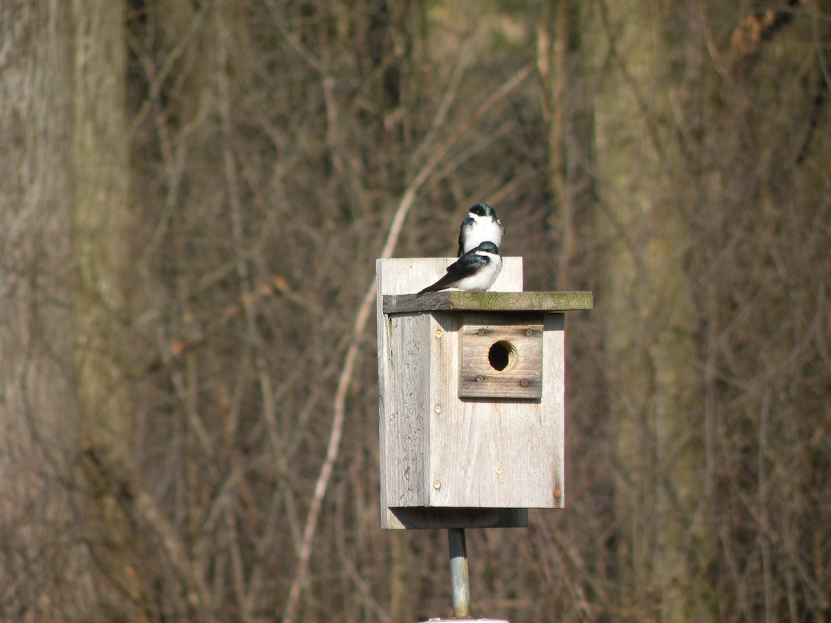 Tree Swallow - ML555695971