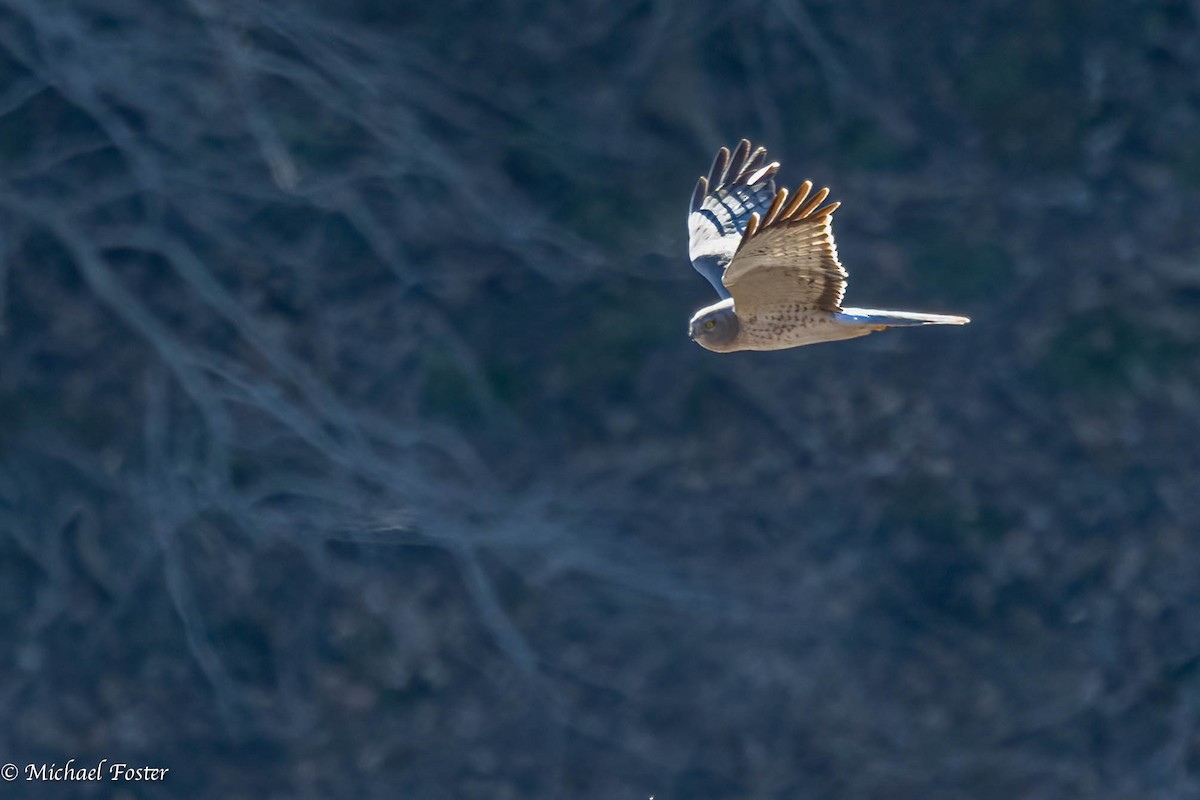 Northern Harrier - Michael Foster