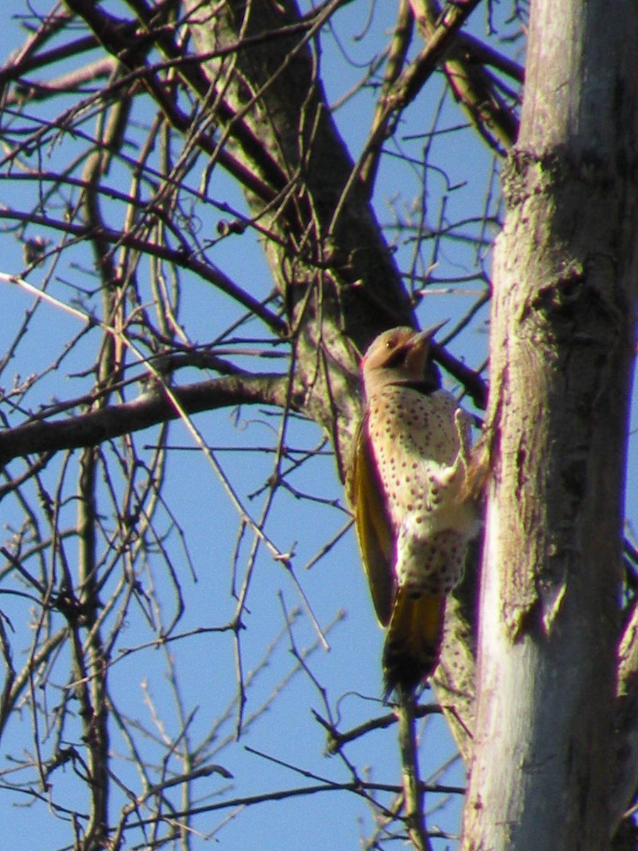 Northern Flicker - ML555696781