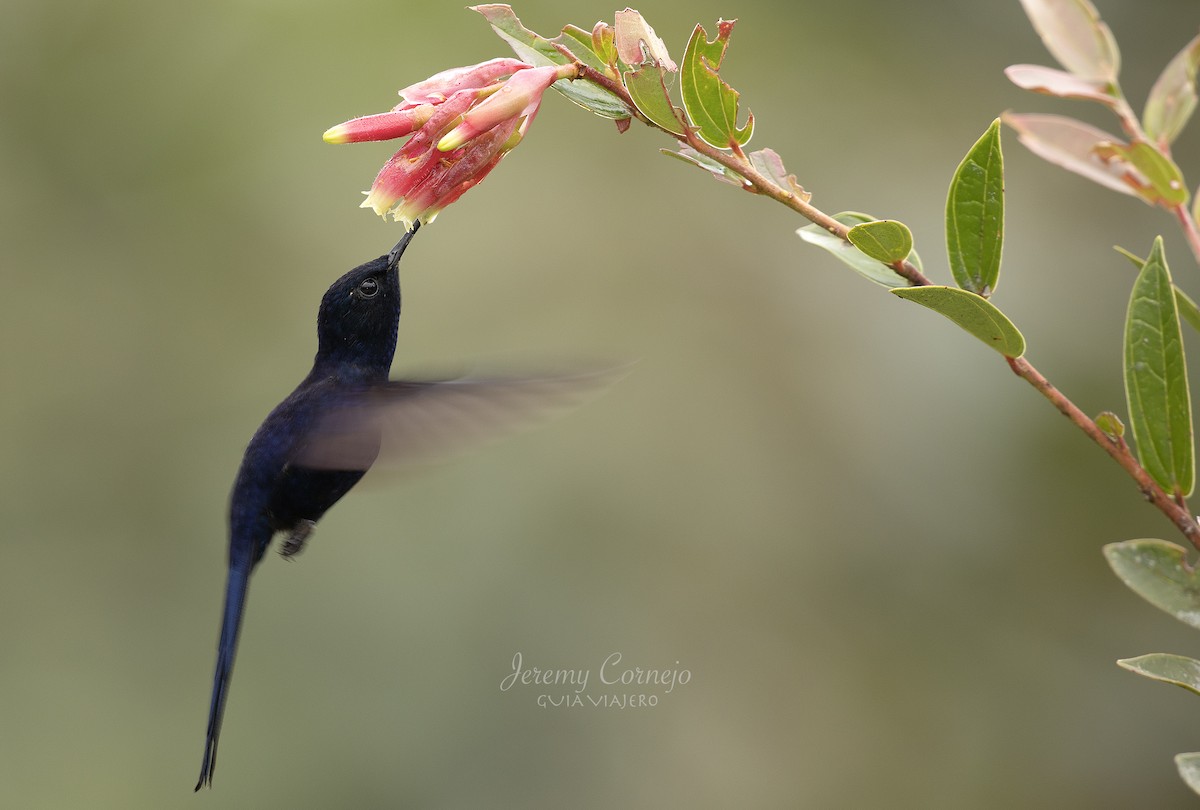 Colibrí Real - ML555696791