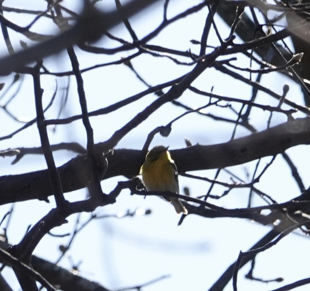 Pine Warbler - ML555696831