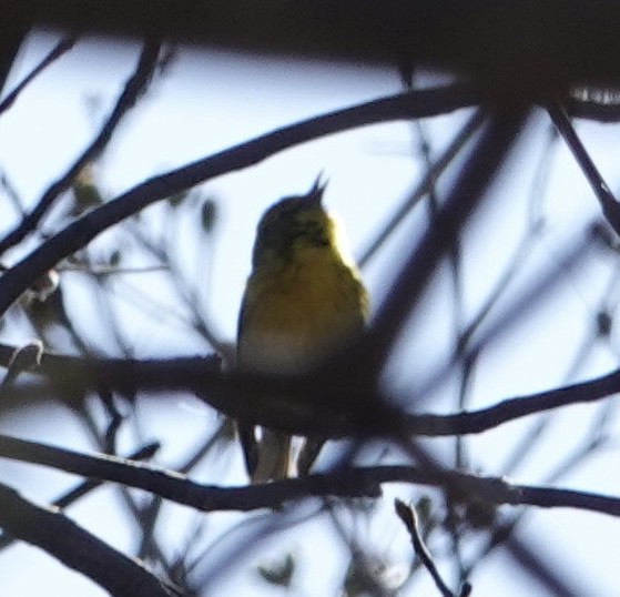 Pine Warbler - ML555696841