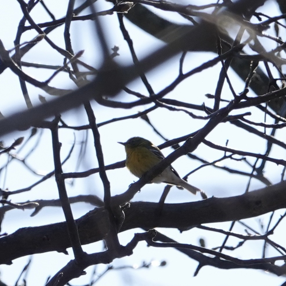 Pine Warbler - ML555696851