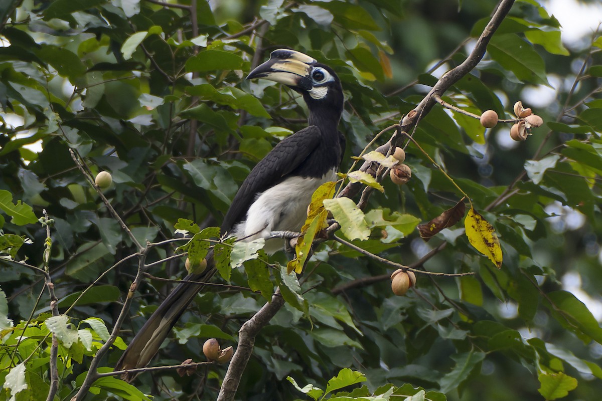 Oriental Pied-Hornbill - ML555697611