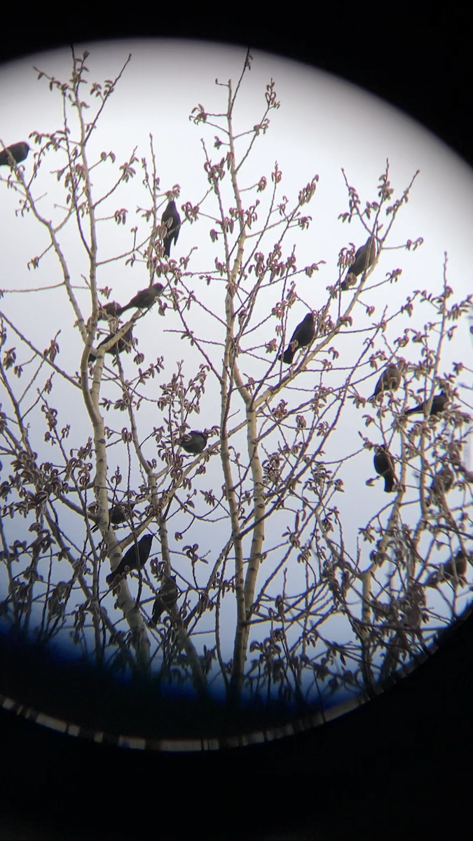 Rusty Blackbird - ML555700101