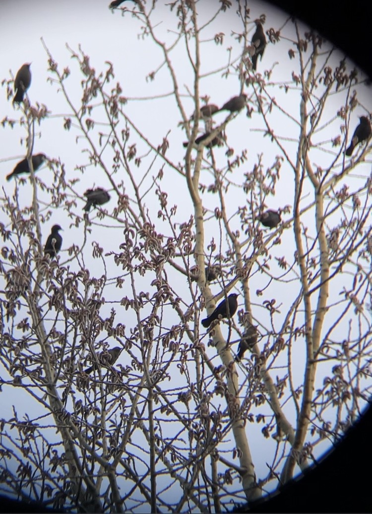 Rusty Blackbird - ML555700111