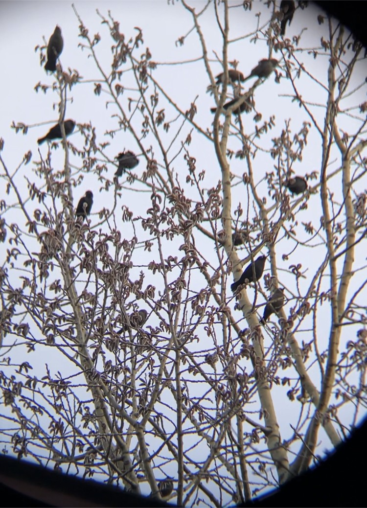 Rusty Blackbird - ML555700121