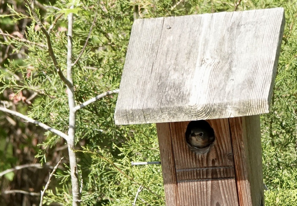 Eastern Bluebird - ML555700291