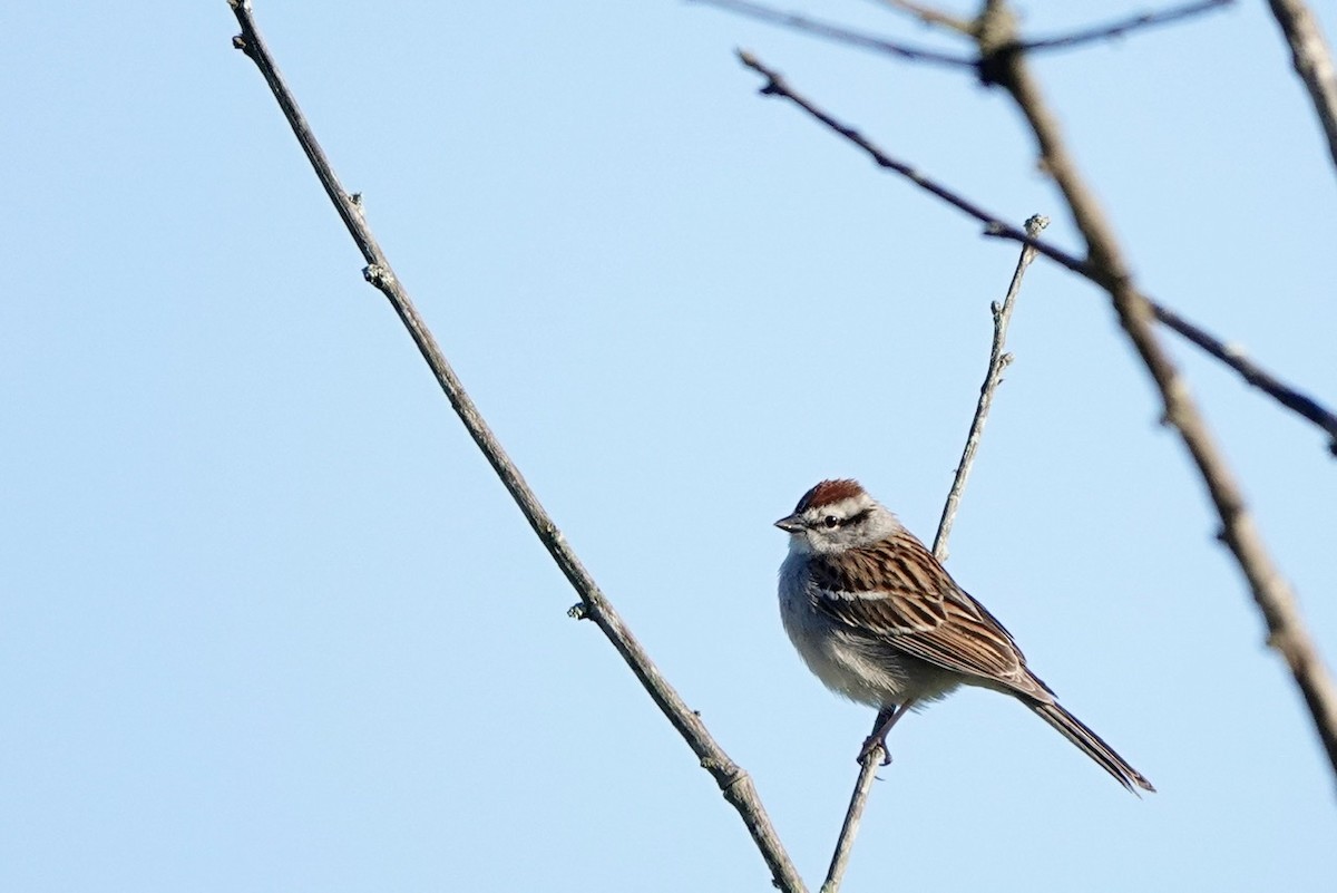 Chipping Sparrow - ML555700581