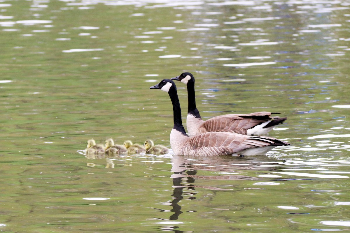 Canada Goose - Carly Farley