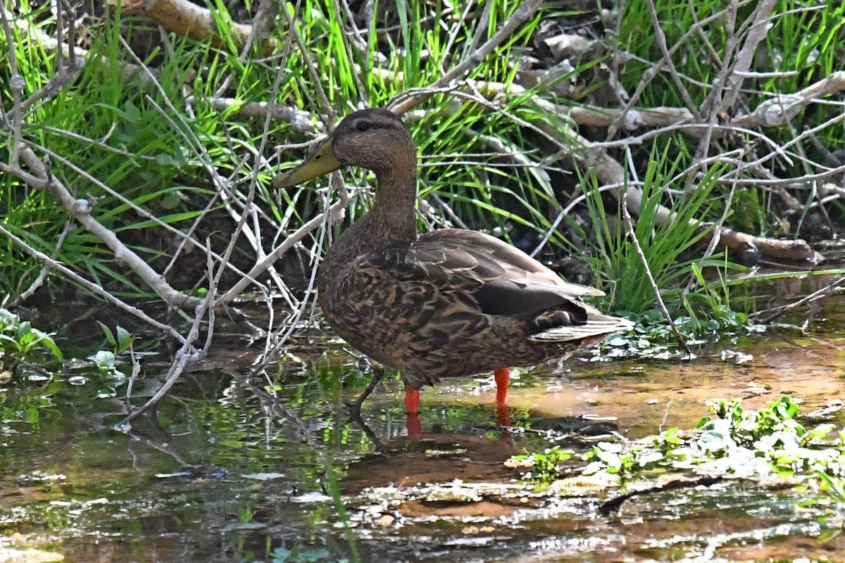 Mexican Duck - ML555703681