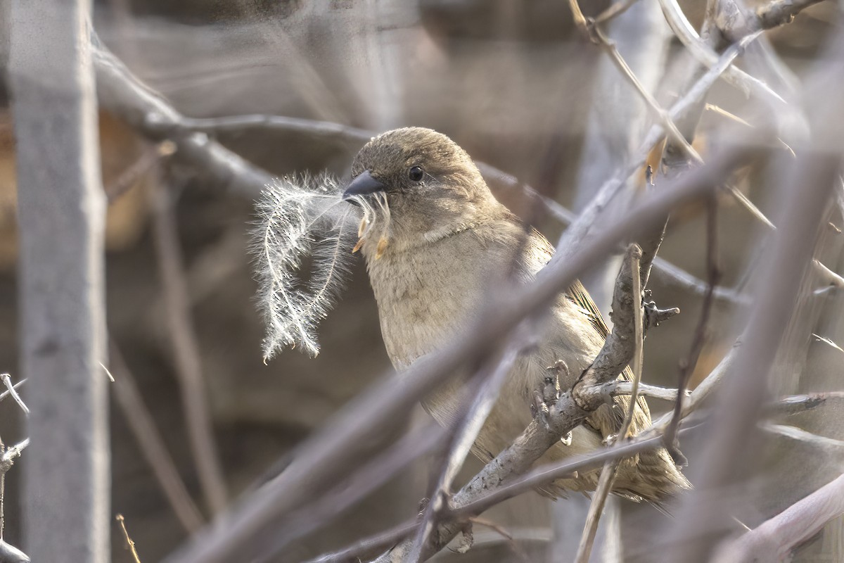 House Sparrow - ML555703871