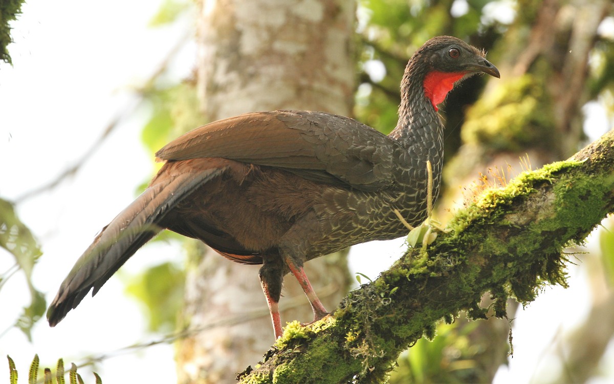 Cauca Guan - ML555704161