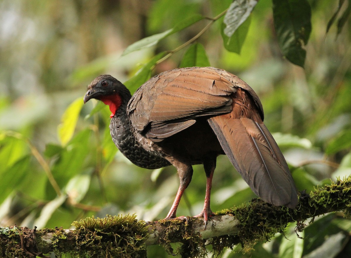 Cauca Guan - ML555704331