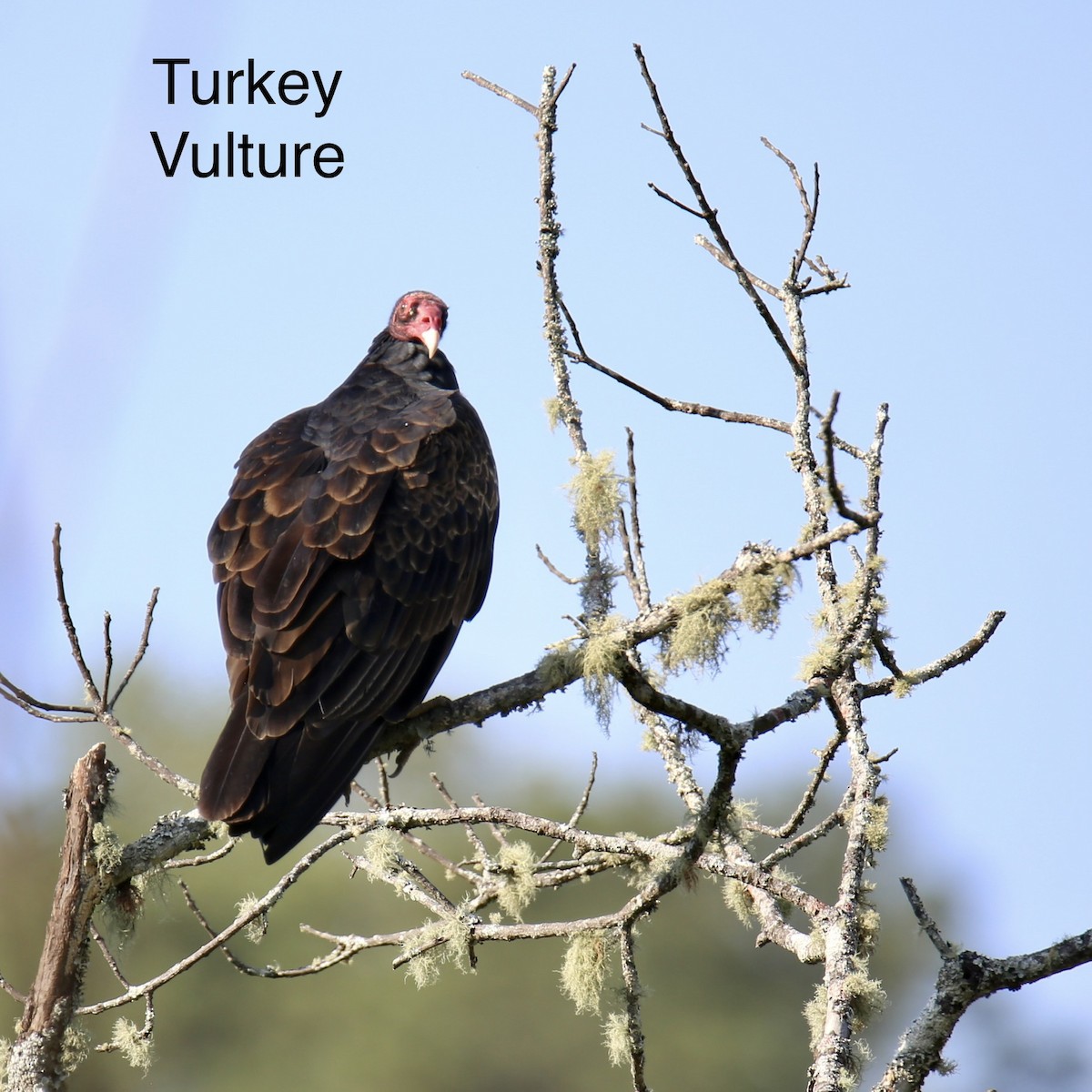 Turkey Vulture - ML555704341
