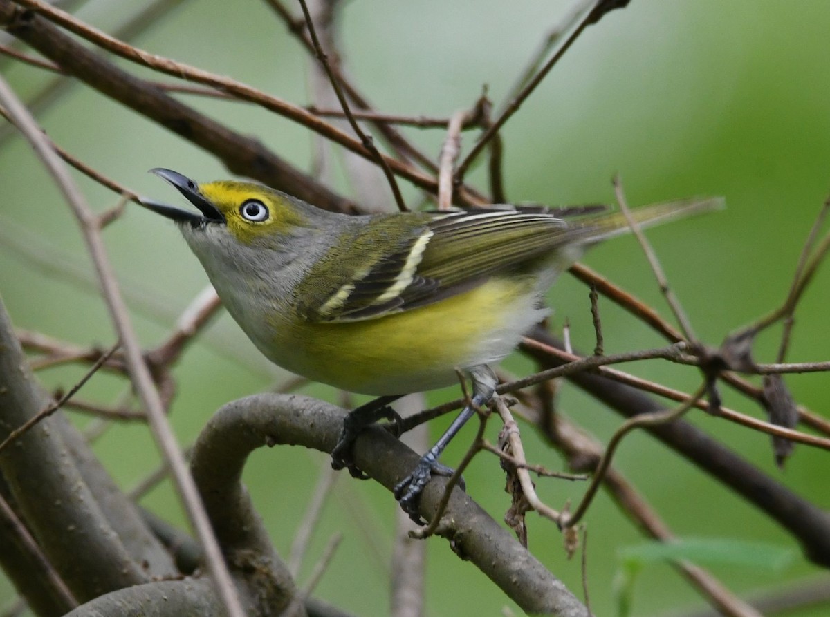 White-eyed Vireo - David O. Hill