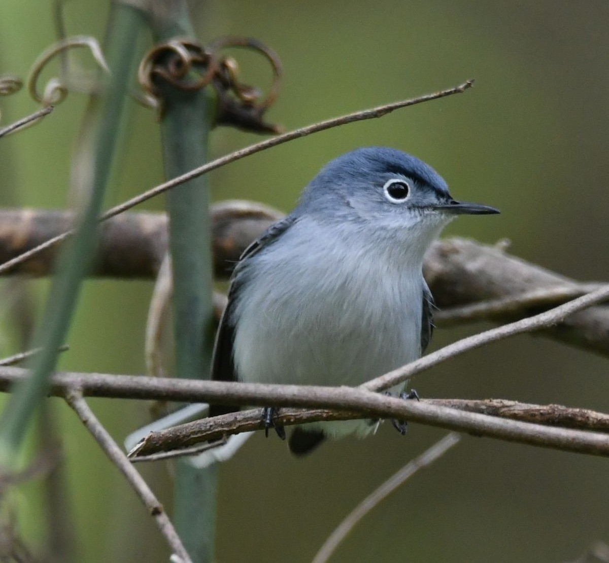 Blue-gray Gnatcatcher - David O. Hill