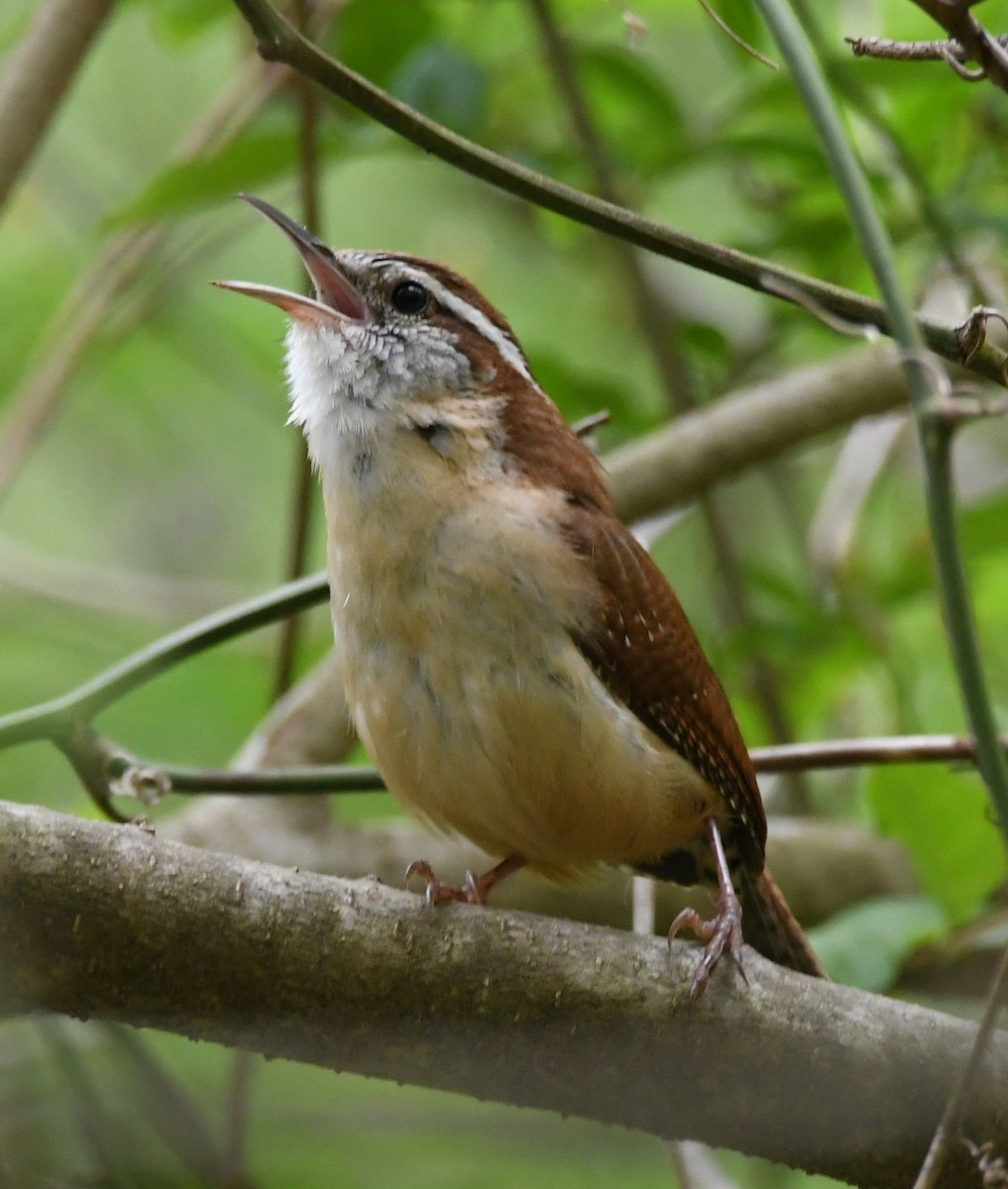 Carolina Wren - David O. Hill