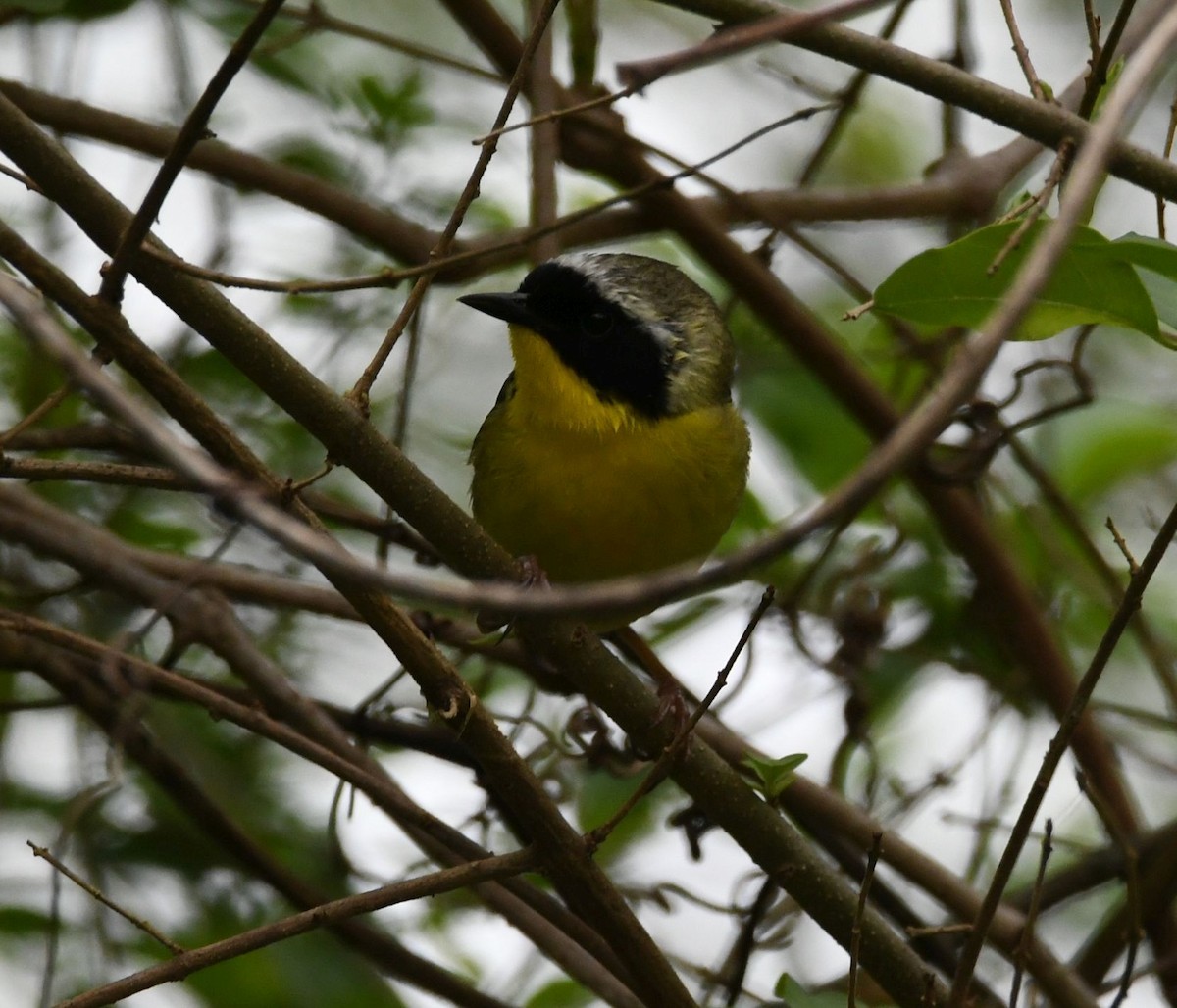 Common Yellowthroat - David O. Hill