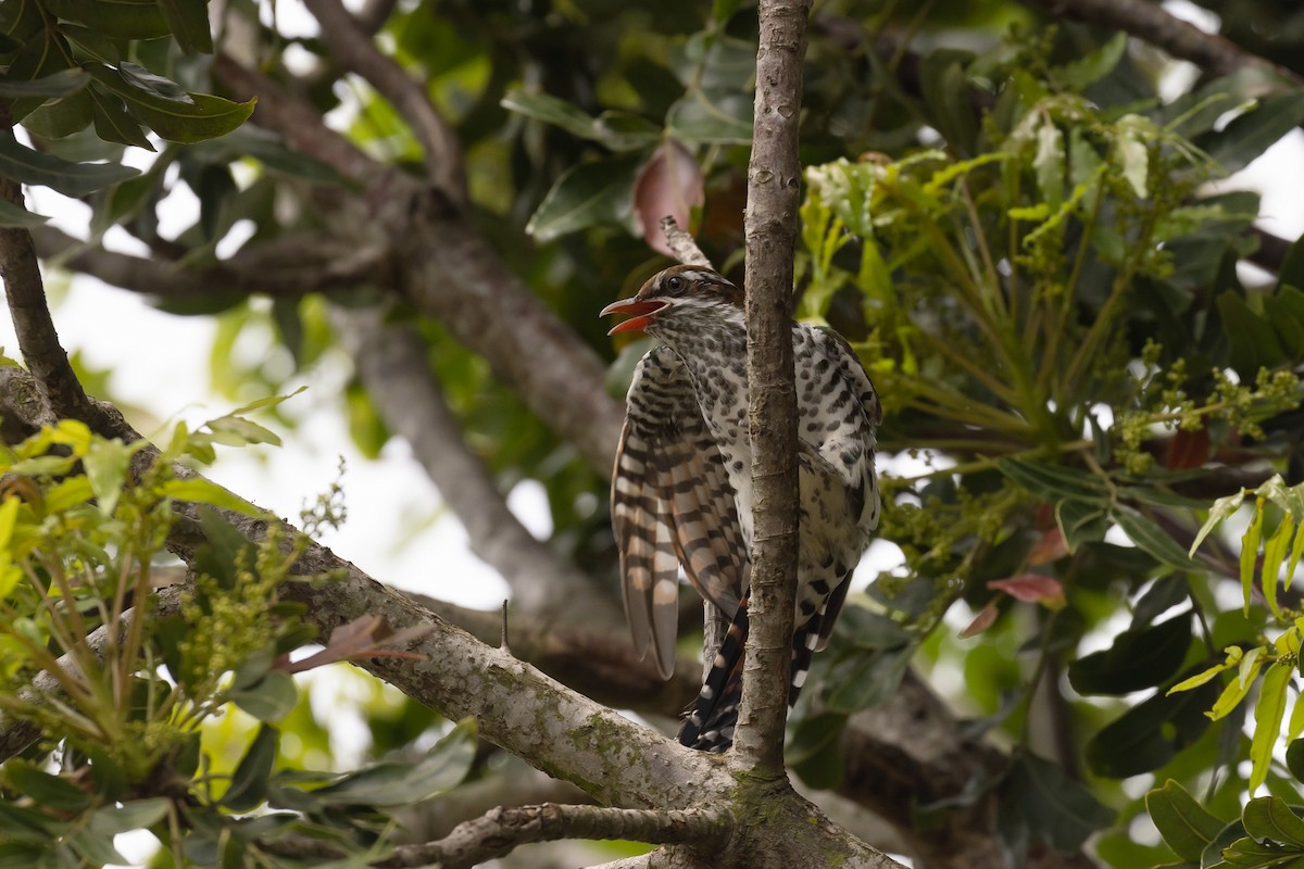 Dideric Cuckoo - ML555706101