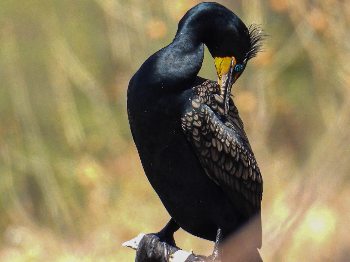 Cormoran à aigrettes - ML555706241