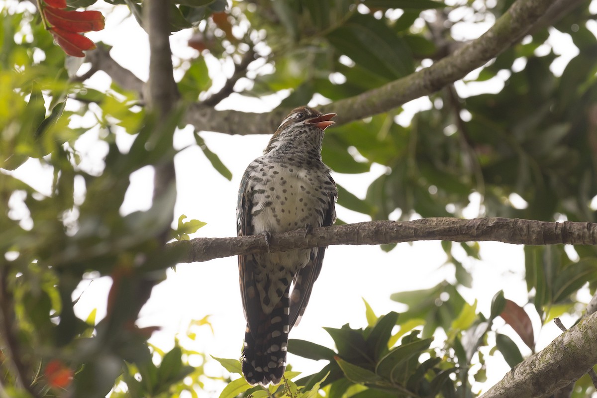 Dideric Cuckoo - ML555706331