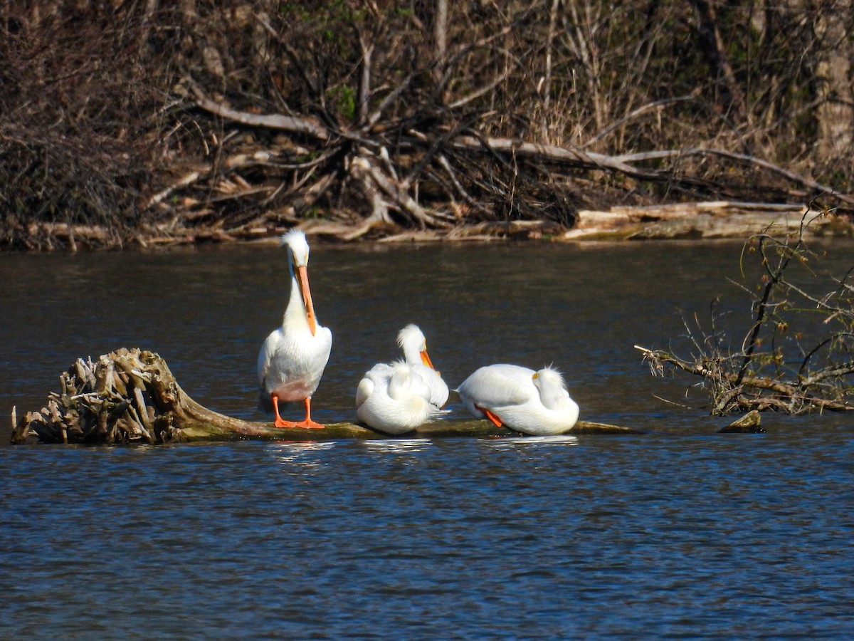 American White Pelican - ML555706361