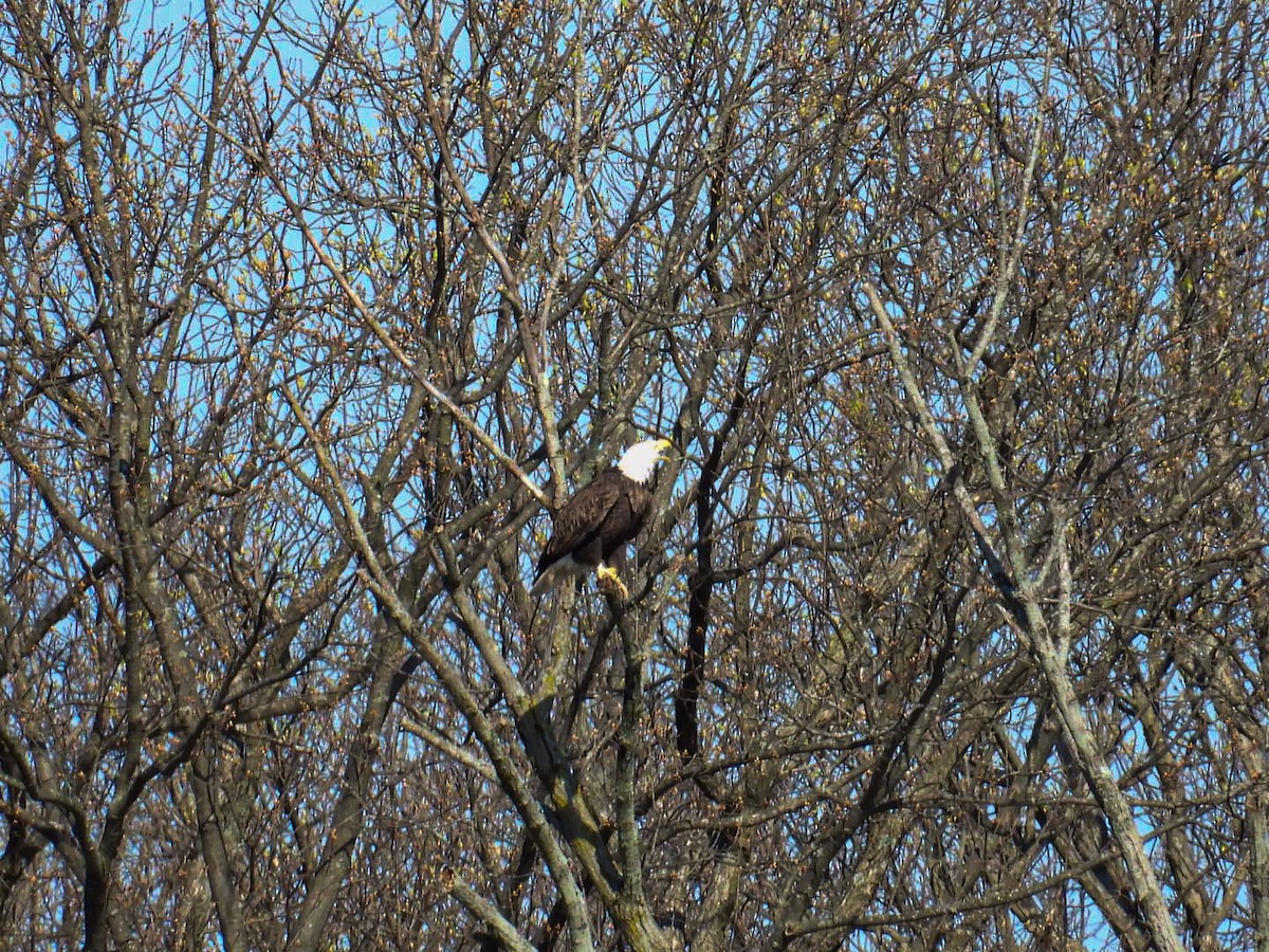 Bald Eagle - ML555706471