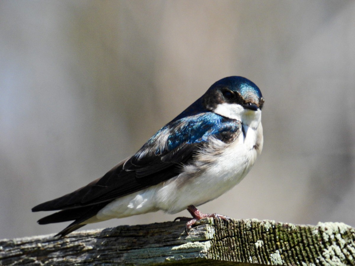 Tree Swallow - ML555706551