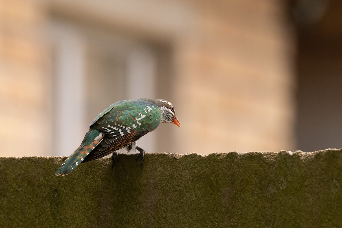 Dideric Cuckoo - ML555706571