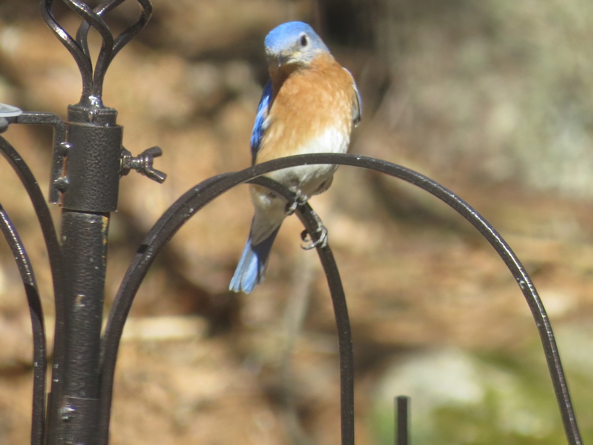 Eastern Bluebird - ML555706701