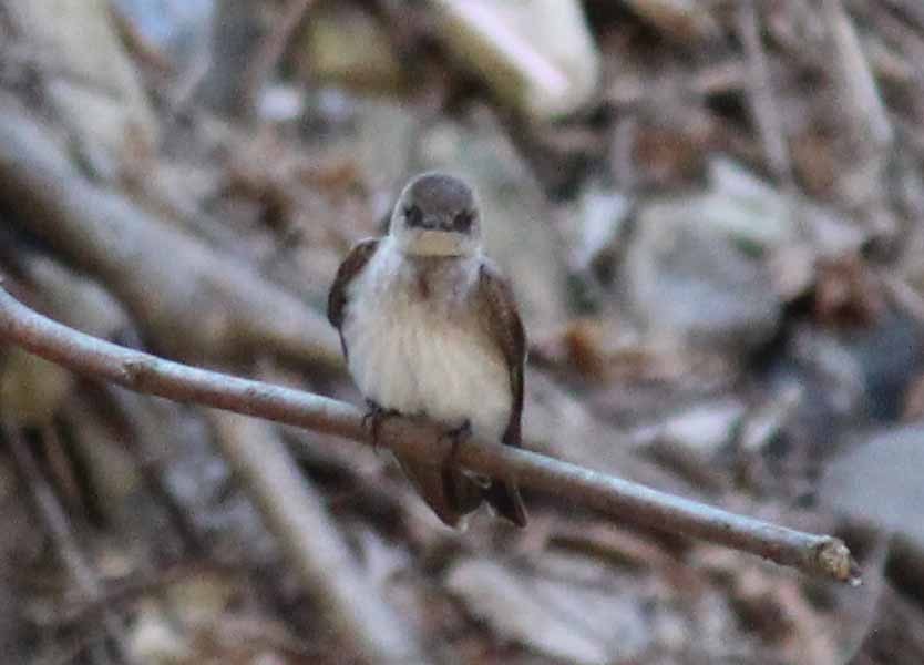 Northern Rough-winged Swallow - ML555706911