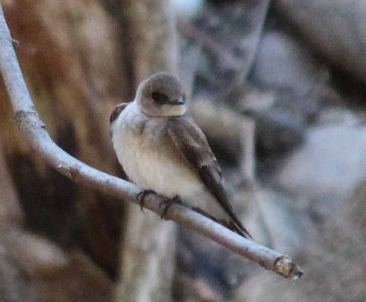 Northern Rough-winged Swallow - ML555706961