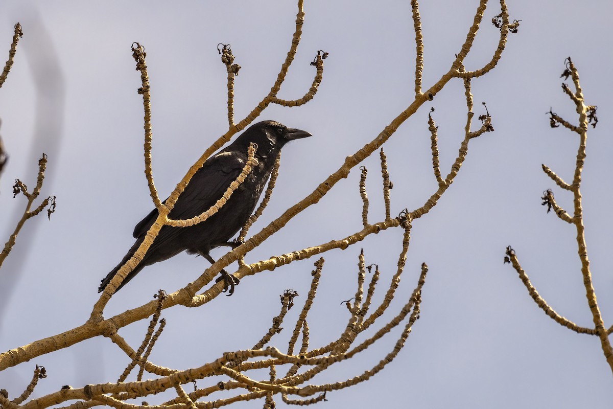 American Crow - ML555707121