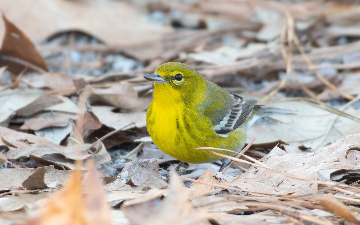 Pine Warbler - ML555707321